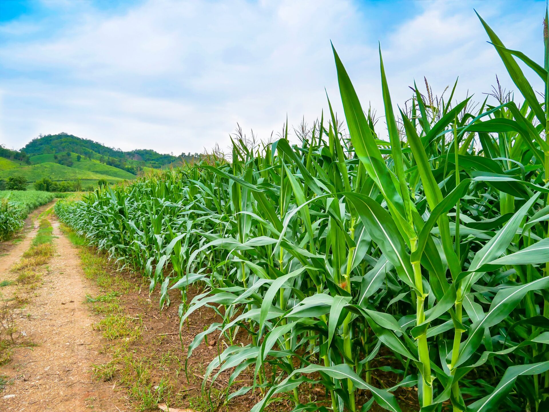 65201453_905528586446126_6327576241167663104_n